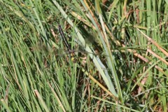 Somatochlora alpestris