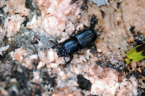 Genus Ogyges · iNaturalist