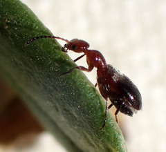 Ischyropalpus