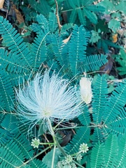 Zapoteca portoricensis
