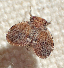 Dictyssa marginepunctata