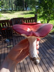 Russula paludosa