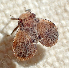 Dictyssa marginepunctata