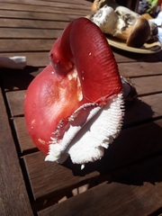 Russula paludosa