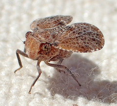 Dictyssa marginepunctata