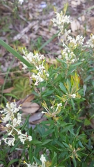 Grevillea pilulifera