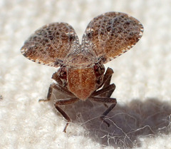 Dictyssa marginepunctata
