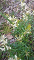 Grevillea pilulifera