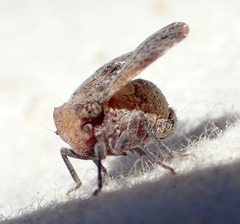 Dictyssa marginepunctata