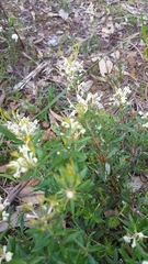 Grevillea pilulifera