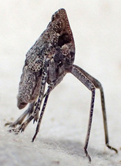 Orgerius