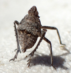 Orgerius