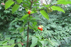 Euonymus verrucosus