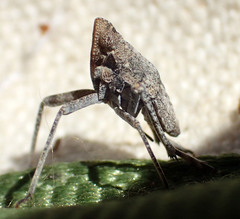 Orgerius