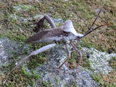Image of Acanthocephala alata