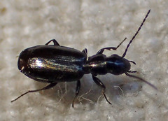 Microlestes