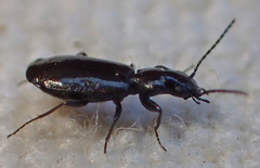 Microlestes