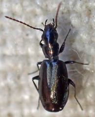 Microlestes