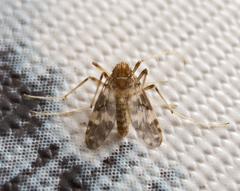Psectrotanypus varius