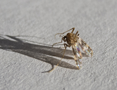 Psectrotanypus varius