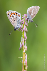 Aricia nicias