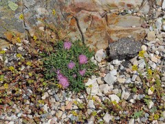 Jurinea humilis