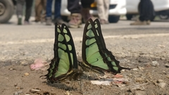 Graphium cloanthus