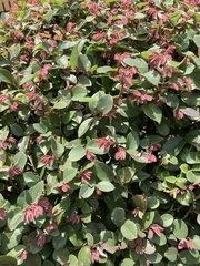 Loropetalum chinense