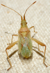 Harmostes angustatus