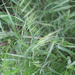 Bromus arvensis