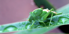 Caedicia pictipes