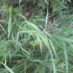 Bromus arvensis
