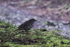 Zoothera dauma dauma