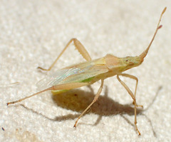 Harmostes angustatus