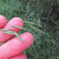Bromus arvensis
