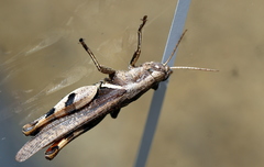 Stenocatantops angustifrons