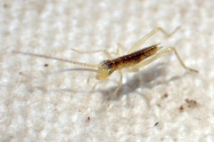Oecanthus quadripunctatus