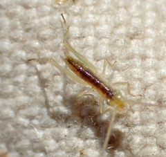 Oecanthus quadripunctatus