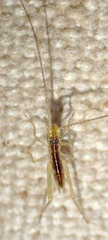 Oecanthus quadripunctatus