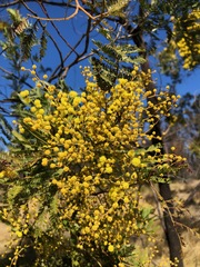 Acacia filicifolia