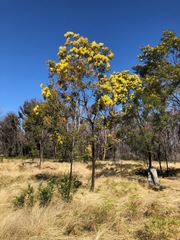 Acacia filicifolia