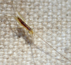 Oecanthus quadripunctatus
