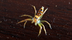 Cosmophasis bitaeniata