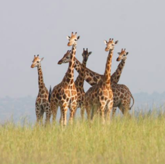 Giraffa camelopardalis rothschildi
