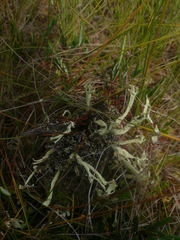 Cladonia sulphurina
