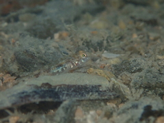 Pomatoschistus pictus