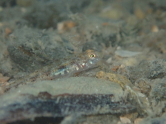 Pomatoschistus pictus