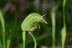 Pterostylis curta × nutans