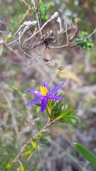 Calectasia narragara