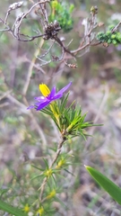 Calectasia narragara